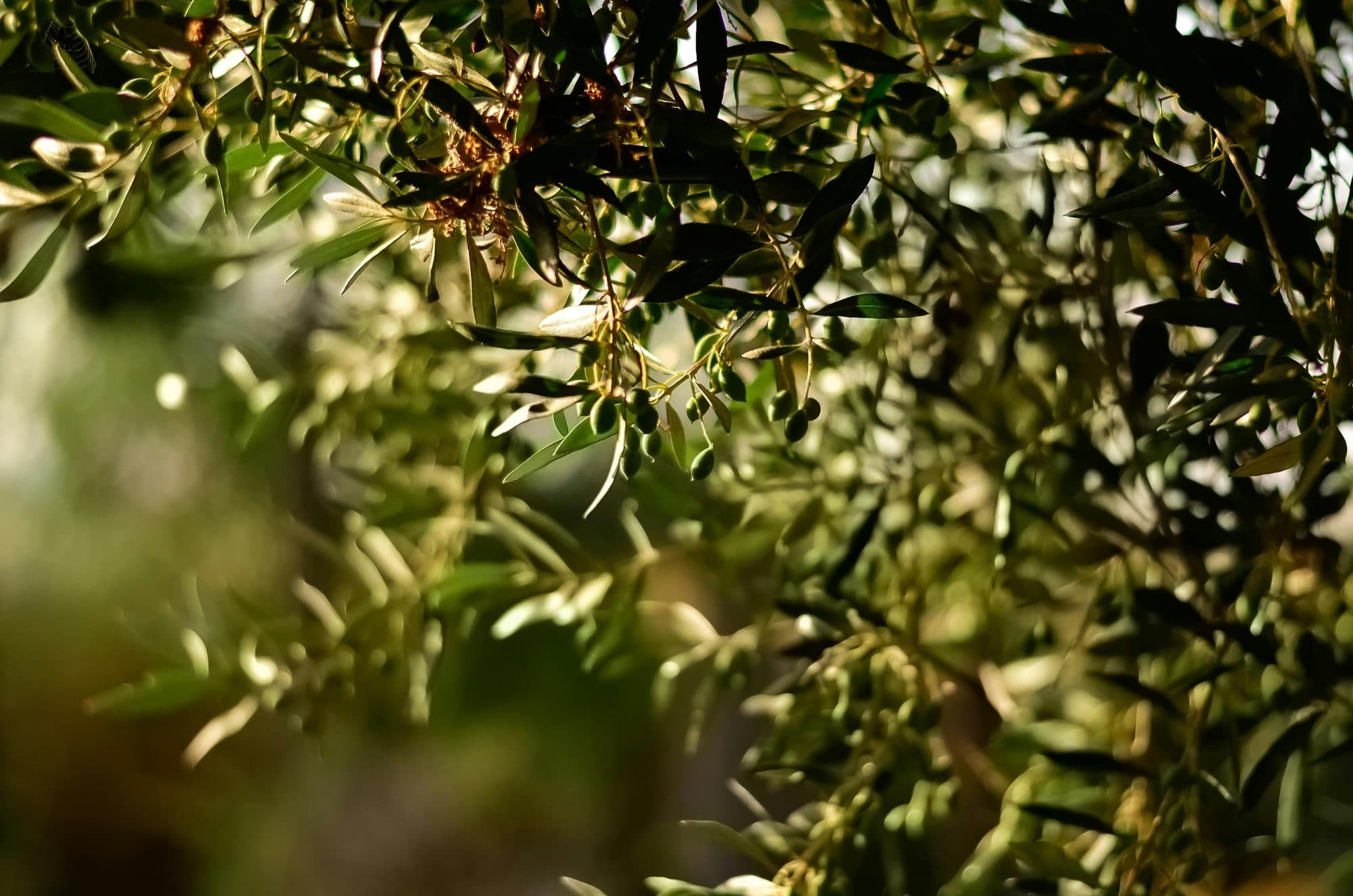 11th International Olive Oil and Table Olive Congress